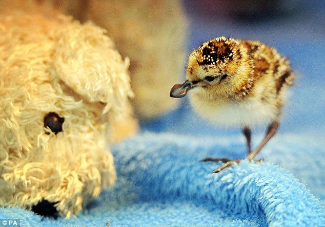 ��Σ�������״���Ӣ�������ɹ�