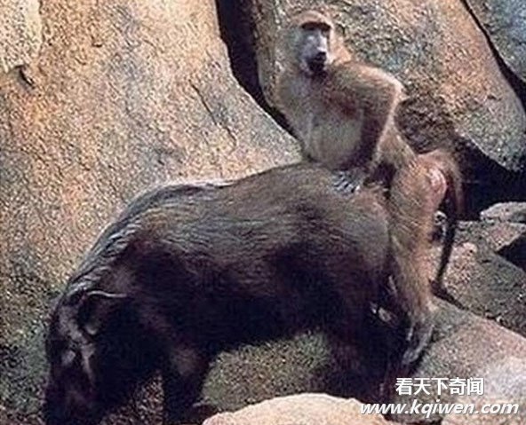 �����İ��ĳ��ͳ��� ǿ����������ͼ�̵�(��ͼ)