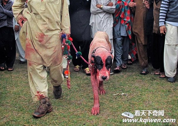 实拍动物奇趣瞬间,萌翻了